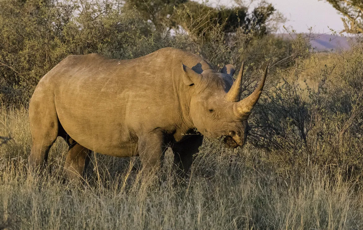 非洲犀牛在灌木丛中 - 四虎视频 | 生命方舟